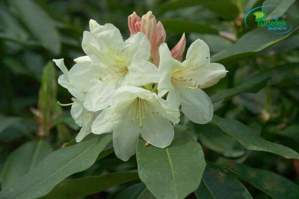 Rhododendron Rexima